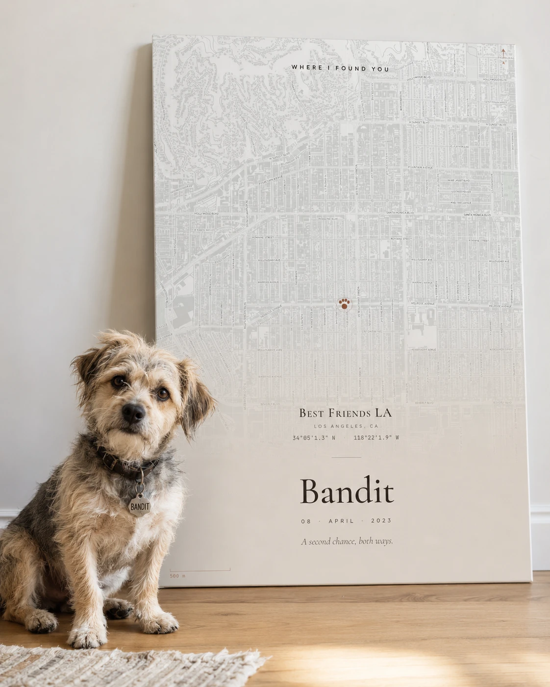 Companion poster propped on the floor, scruffy rescue dog seated alongside