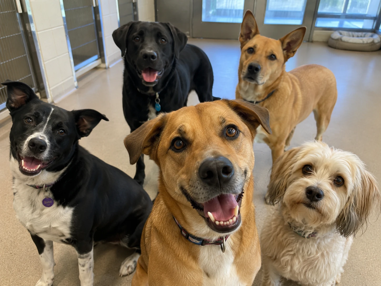 Five shelter dogs looking up at the camera, candid group portrait